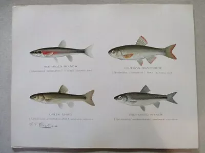 Vtg Print Minnow Silverside. Chub FISH 1930 DENTON N.Y.  Color 10 X13  • $20