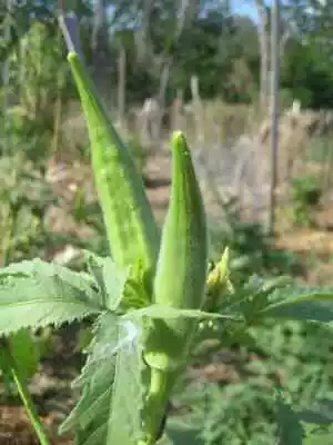 OKRA GREEN SEEDS Lady's Finger Vegetable Seeds Green Ladys Finger Seeds • $2