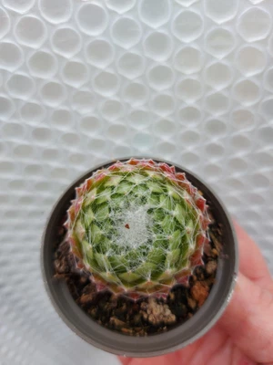 Sempervivum  Succulent /cactus Plant In 5.5 Cm Pot. • £3.50
