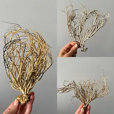 Set Of 3 Natural Sea Fan Rusty Coral Tree Branch Coral Decor Sea Souvenir • $24.98