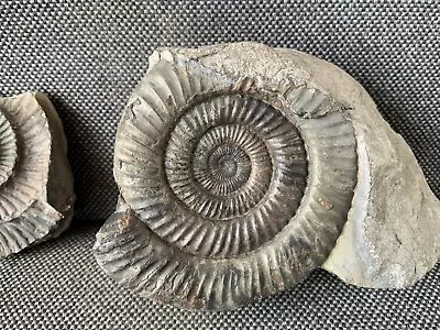 Rare Dactylioceras Sp Ammonite Pos/Neg Nodule Rare Whitby Fossil UK Prepped Gift • $43.46