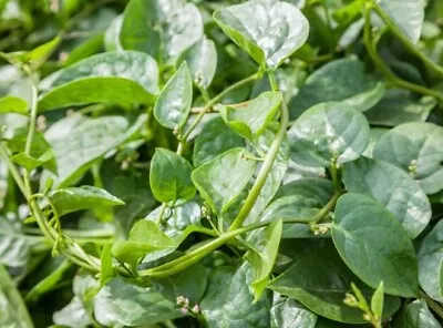 150+Malabar Spinach Seeds Mong Toi Ceylon Vine Spinach GMO Free Perennial • $4