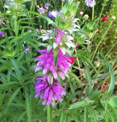 Lemon Mint Seeds Monarda Citriodora Lemon Horsemint NON-GMO FREE SHIPPING • $1.69