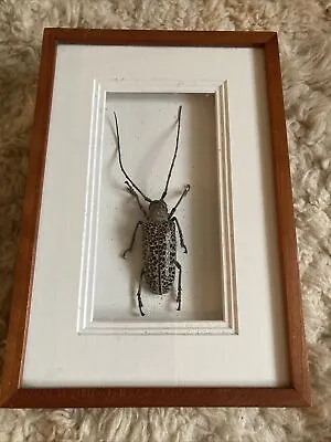 Longhorn Beetle Rosenbergia StRaussi Shadow Box Mounted Display Taxidermy • $79