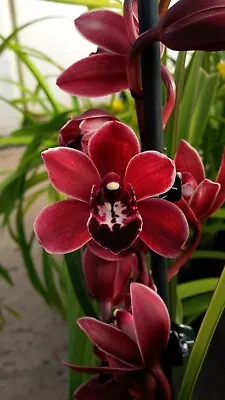 Cymbidium Orchid - Cherry Cola 'Geyserland ' - With 2 Flower Spikes • $50