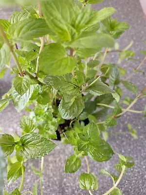 Garden Mint Herb Plant Well Rooted Supplied In 13 Cm Pot. UK Grown. Evergreen • £9.49