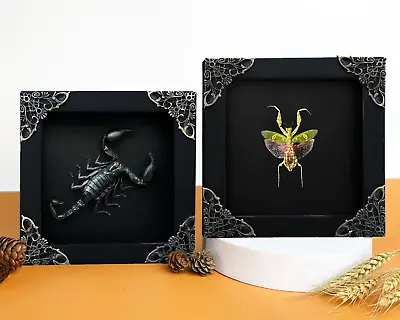 Preserved Insects 2 Frame Scorpion & Jeweled Mantis Real Dried Bugs Vintage • $49.99