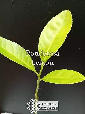 Ponderosa Lemon Tree Seedling - Citrus X Pyriformis - Live Plant 10 To 12 Inches • $9.50