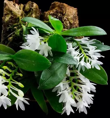 IN BLOOM! Aerangis Pumilio - Small Sparkling White Flowers On A Mini • $28