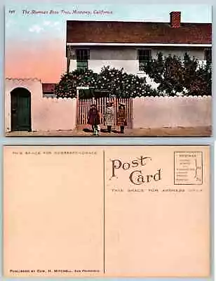 Vintage Postcard - Sherman Rose Tree Monterey California (c1908) • $4.85