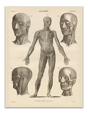 Anatomy HUMAN BODY FRONT IMAGE PLATE XV Vintage Illustration 22x17  Art Print • $20.99