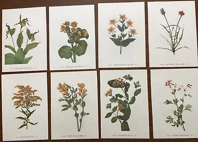 Vintage MCM 1953 Mary Walcott YELLOW ORANGE Botanical Flower Prints Farmhouse 8 • $15