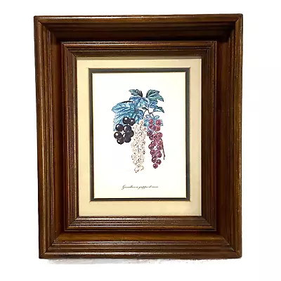 Botanical Lithograph Print Framed In Shadowbox Deep Walnut Solid Wood Frame • $66.75