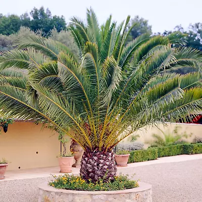 Canary Island Date Palm - Phoenix Canariensis | Outdoor Hardy Evergreen 55-65cm • £32.99