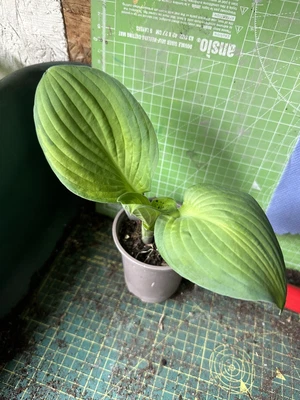 £2.50 • Buy Hosta - Variegated - Garden Ready - Lot 78