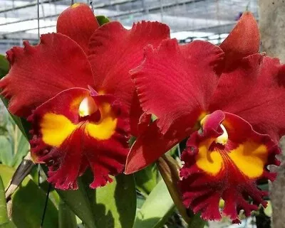 Orchid Plant 449. Cattleya (Rlc) Phet Paithoon Nice Plant In 100mm Pot • $30