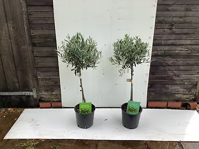 2 Hardy Olive Trees For Patio/garden 1/4 Standard Approx  90 Cm Include 3.5L Pot • £60