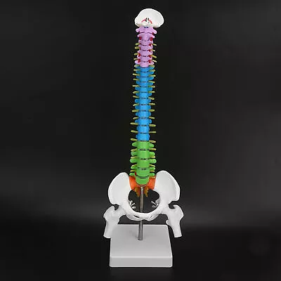 Colored Anatomical Human Skeleton Spine Model With Pelvis Femur 45cm Spares • $41.74