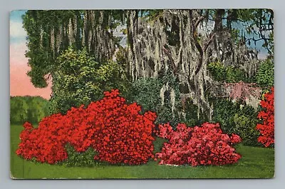 Azaleas Gulf Coast Flowers Mississippi MS Postcard • $3.62