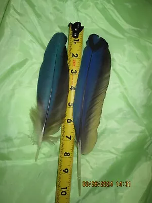 2 MACAW FEATHER Blue And Gold Macaw Naturally Molted 10 And 8 Inches Long • $25