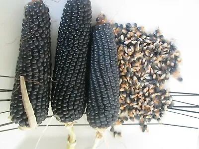 £1.99 • Buy Organically Grown Shaman's Blue Popcorn  50 Seeds 