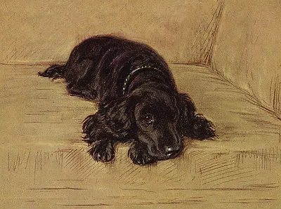 Cocker Spaniel Charming Dog Greetings Note Card Beautiful Black Dog On Settee • £2.50