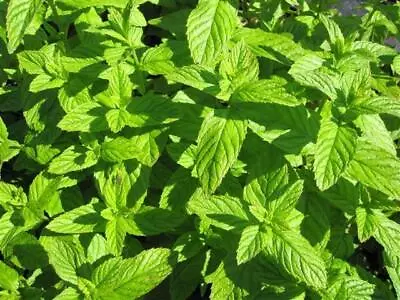 Pack X6 Green Mint Common Garden Mint Perennial Garden Herb Plug Plants • £5.75