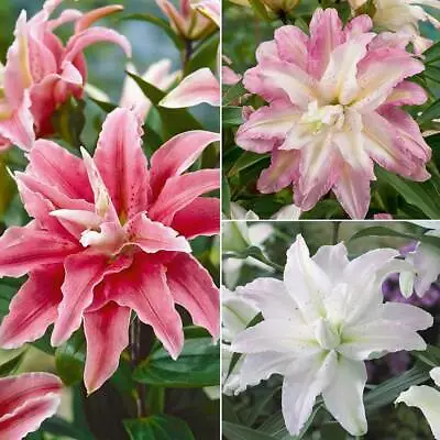 T&M Tree Lily Crystal Collection Garden Flowering Oriental Fragrant Hardy Bulbs • £26.99