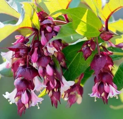 Leycesteria Formosa 100 Seeds (Pheasant Berry)  • £3.99