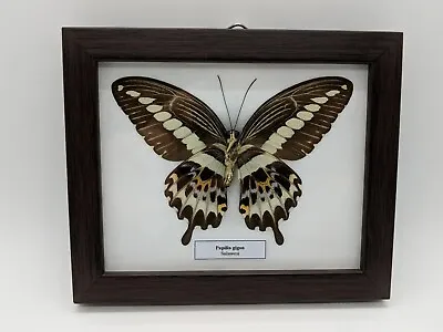 Real Brown Papilip Gigon Butterfly Mounted Framed Taxidermy  • $35