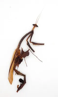 Mantidae -Mantis - Toxodera Sp (Rare) -  Cameron Highlands Malaysia (TX) • $39.98