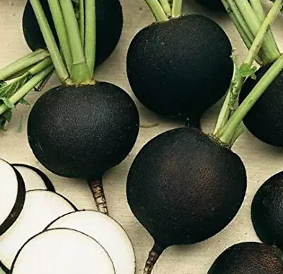 200 X RADISH - BLACK WINTER - Raphanus Sativus - SEEDS • £1.55