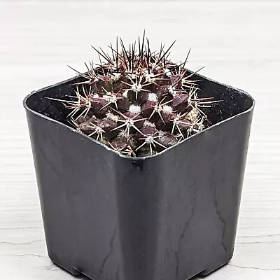 Cactus Live Plant - Mammillaria Voburnensis - In 2  Pot • $6.99