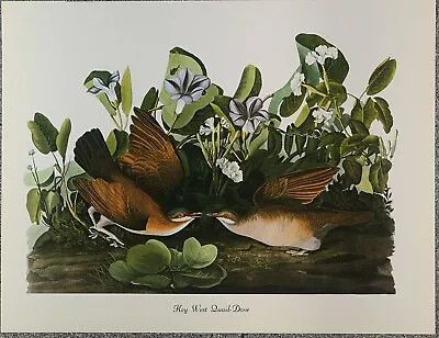 102 Audubon Birds Of America  Key West Quail-Dove  Original Double Folio Print • $5.99