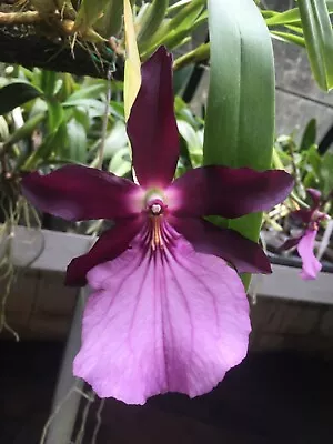 Miltonia Spectabilis Newberry Am/aos Species Orchid Bloom Size Plant #1 • $58