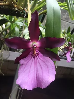 Miltonia Spectabilis Newberry Am/aos Species Orchid Bloom Size Plant #2 • $58