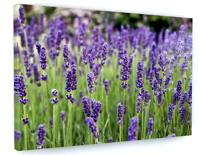 Lavender Field Floral Landscape Canvas Picture Print Wall Art D323 • £17.97