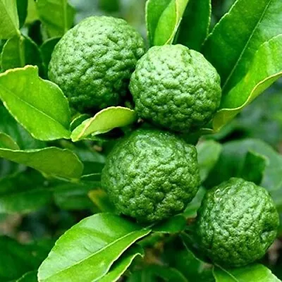 100+ Fresh Seeds Kaffir Lime Seed Citrus Hystrix Seeds Natural Seeds Citrus Seed • £15.18