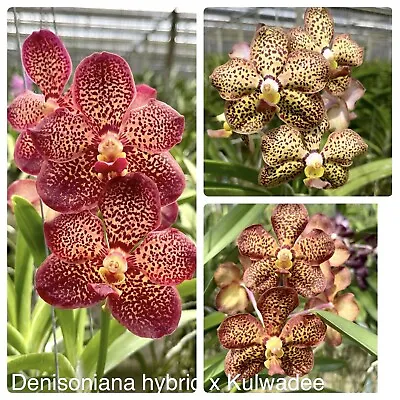 V.Denisoniana  Hybrid X Kulwadee Fragrance Blooming Size Vanda Orchid • $35