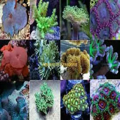 Corals-Soft Frag Pack 5 Assorted Leathers Polyps Mushrooms Live Zoas • $89