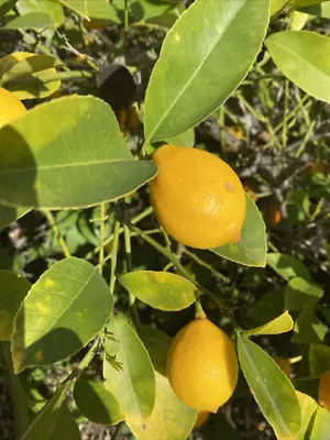 Six (6X) Meyer Lemon Cutting Un-rooted Grow Your Own Lemon • $24