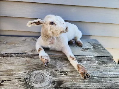 Baby Lamb Ram Goat Sheep Taxidermy Racoon Squirrel Hunting Ram • $265