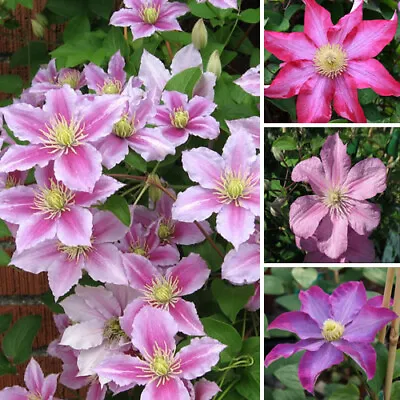 £11.99 • Buy 1 X Clematis Pink Coloured Large Flowering Climber Hardy Plant In Pot