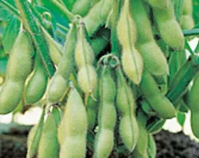 Edamame Seeds  Organic Midori Giant Glycine Max Soybean Japanese Chinese Non-GMO • $3.45