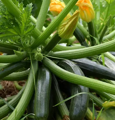 ZUCCHINI GREENSKIN 10 Seeds Heirloom Spring Summer Garden Vegetable Courgette • $3.99