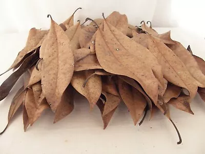 #7848 Magnoila Leaf Litter Terrariums Dart Frog Vivariums Gallon Bag 60 Leaves  • $11