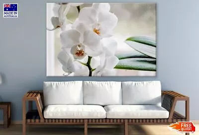 $449.92 • Buy White Phalaenopsis Orchid Flowers Wall Canvas Home Decor Australian Made Quality