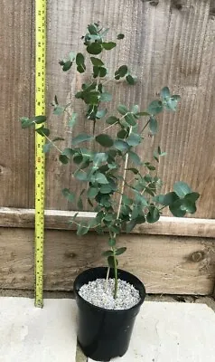 £60.99 • Buy 5x Eucalyptus Gunnii - Cider Gum Tree 1Ltr Deep Pot 50-70cm