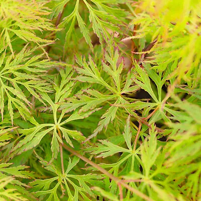 Acer Palmatum Dissectum 'Emerald Lace' | Japanese Maple Deciduous Tree In Pot • £12.99