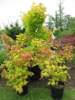 Acer Tree Japanese Maple (Orange Dream) 3L Pot 60cm Height Plants To Your Door • £28.99